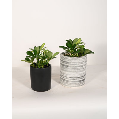 Upshining Live Fern Plant in Ceramic Pot