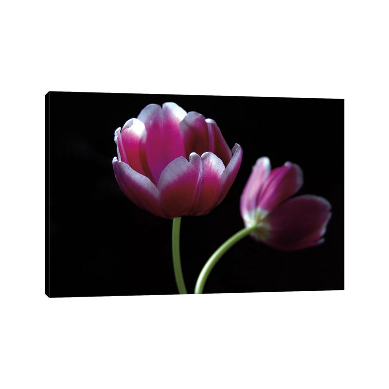 Passion by Ily Szilagyi - Wrapped Canvas Print, 20.32 cm H x 30.48 cm W