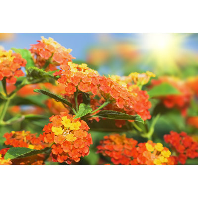 " Lantana Flowers " by Goodolga