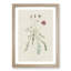 Wild Pink Flower Illustration - Framed Print-55640988-55640990