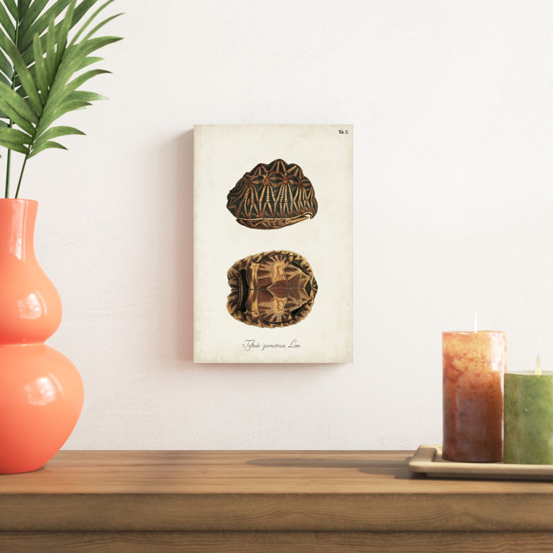 " Antique Turtles & Shells I ", 12" H x 8" W x 1.25" D