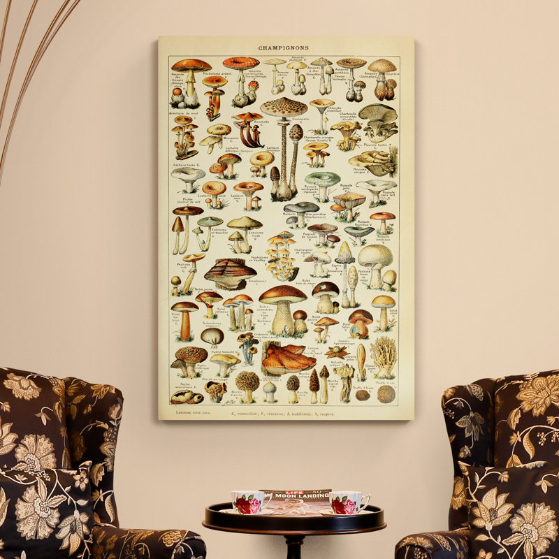 Mushroom Illustration Vintage - Wrapped Canvas Print, 117cm H x 81cm W x 4cm D