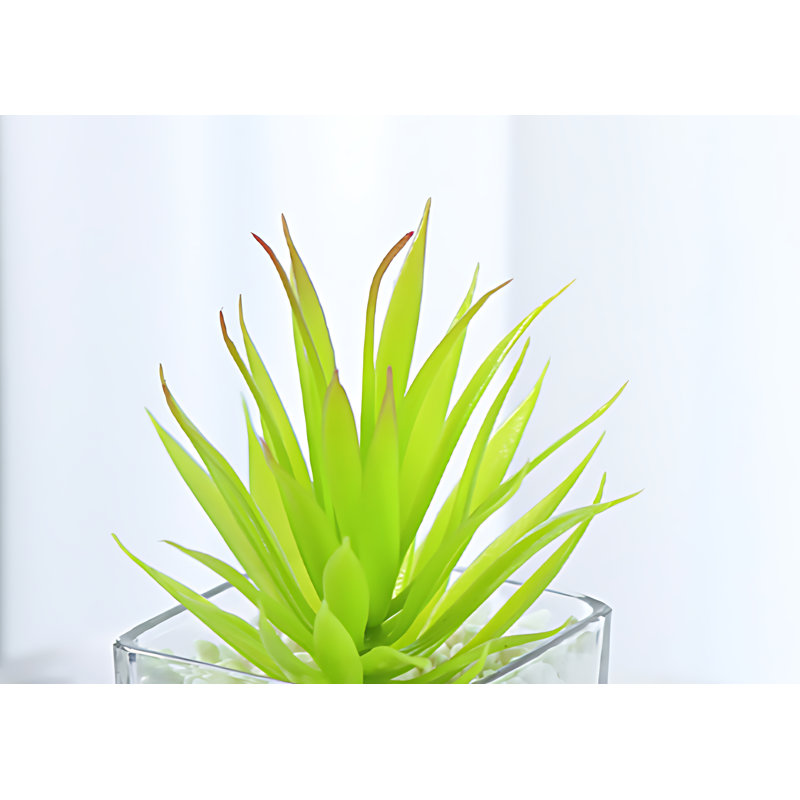 Plante grasse 5,51 po