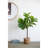 25x25x52"H Fiddle Fig Leaf Tree, 40 Leaves