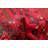 Teimani Red Rug 3'4" x 6'4"