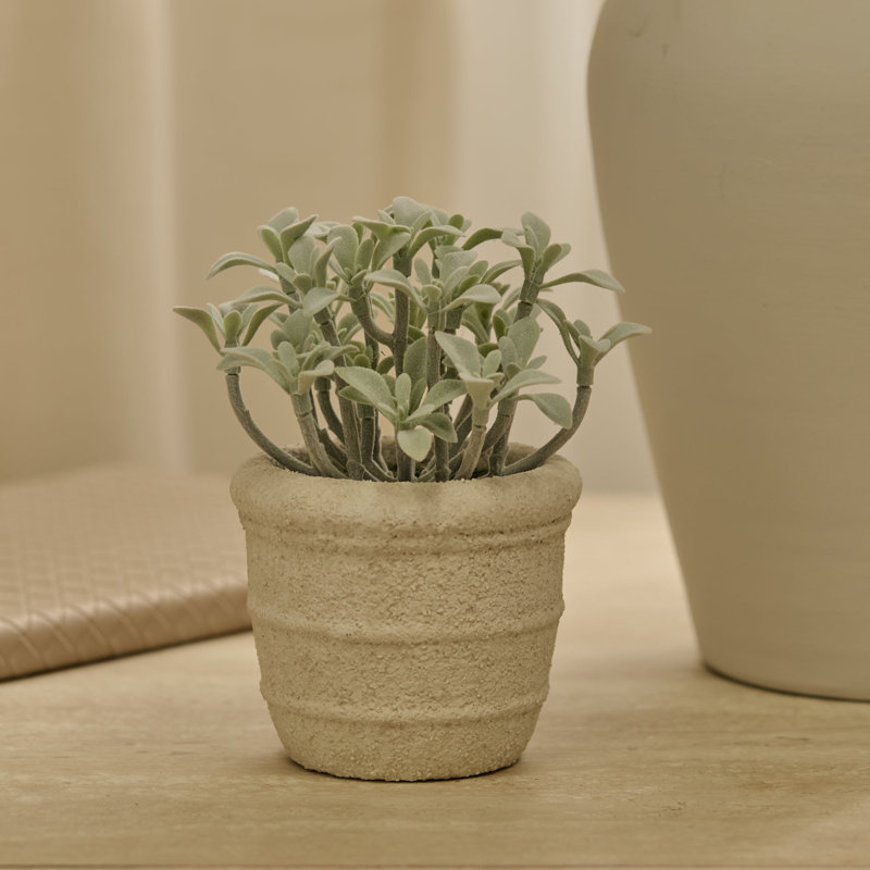 14cm Plant