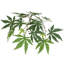 Arbre d’érable japonais en pot