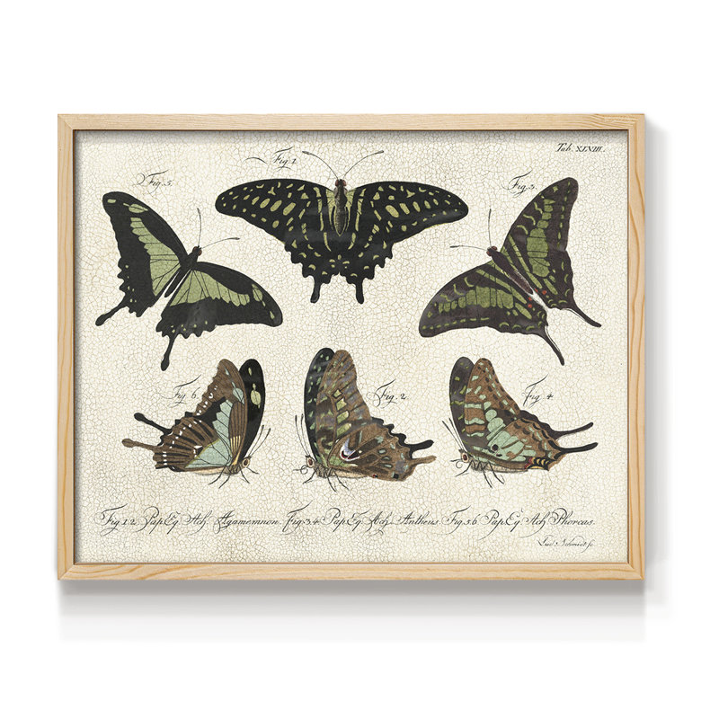 Crackled Butterflies II -Framed Print - Restickable, H 22 po x l 28 po, Naturel