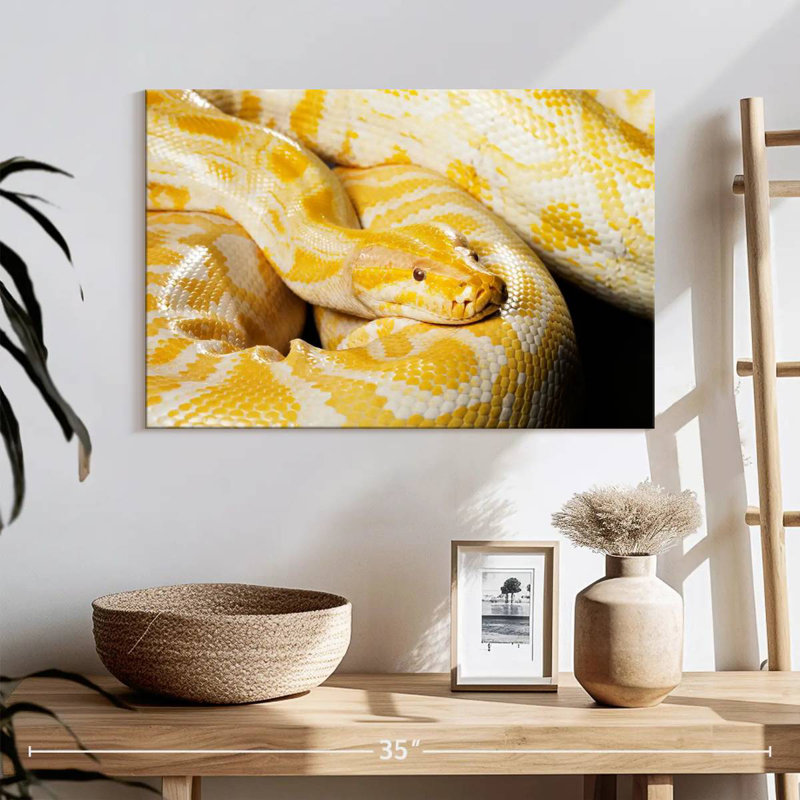 Brampt Albino Burmese Python, 16" H x 24" W
