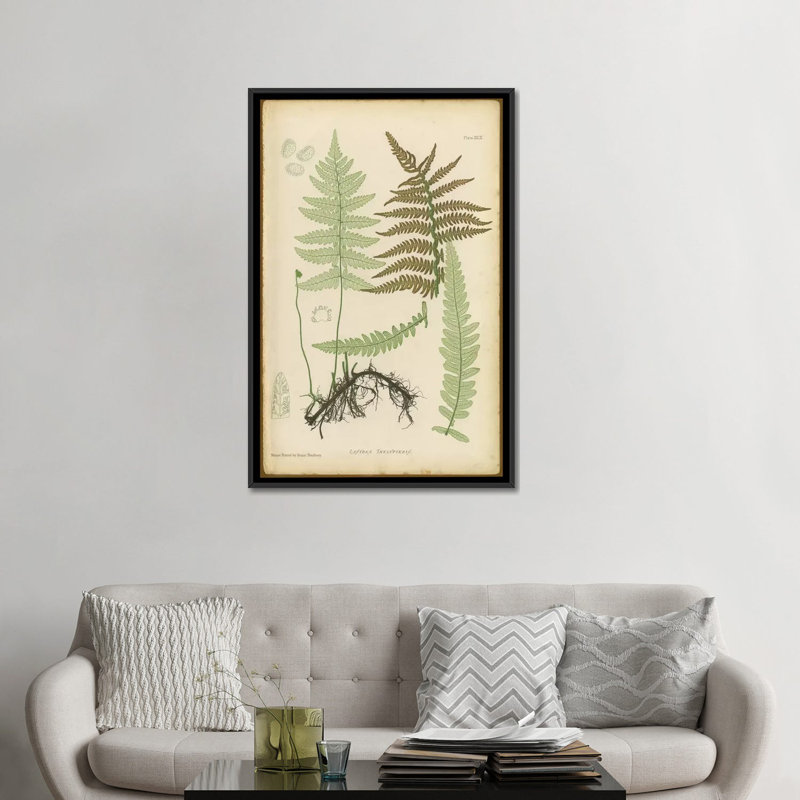 «Lastrea Thelypteris», impression sur toile, H 26 po x l 18 po x P 1,5 po, Toile avec cadre noir, Pas de tapis