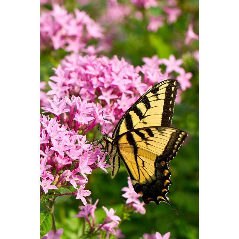 Claudette Butterfly by LorraineHudgins - Wrapped Canvas Print, 46cm H x 30cm W x 3.8cm D