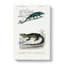 Chameleon Illustrations PL. 4 by Charles D Orbigny - Wrapped Canvas-55371771