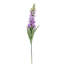 Fuchsia Stem-94734846