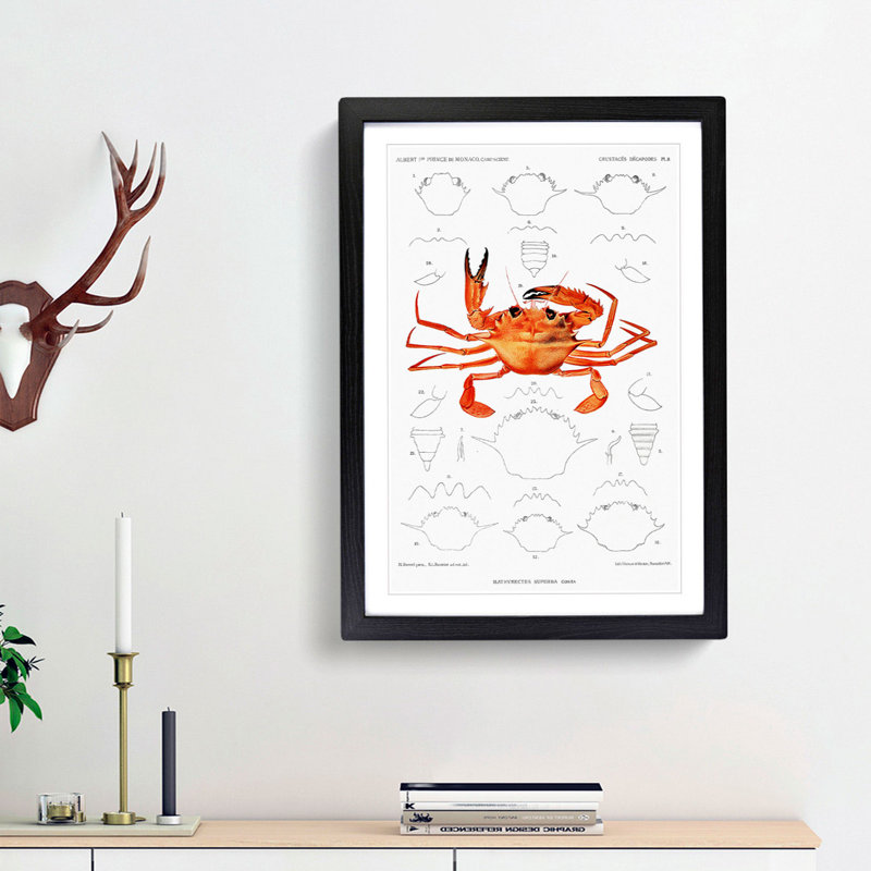 West African Crab by Albert I - Picture Frame Painting Print, 36cm H x 27cm W x 2cm D, Black Framed