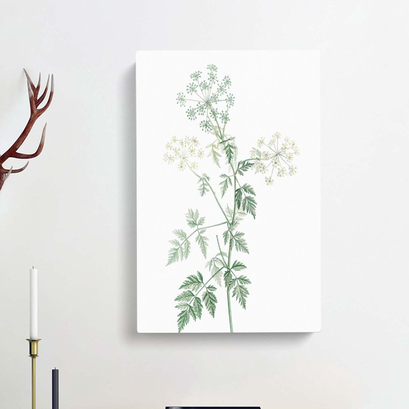 Hemlock Flowers by Pierre-Joseph Redoute - Wrapped Canvas, 60cm H x 40cm W x 3cm D