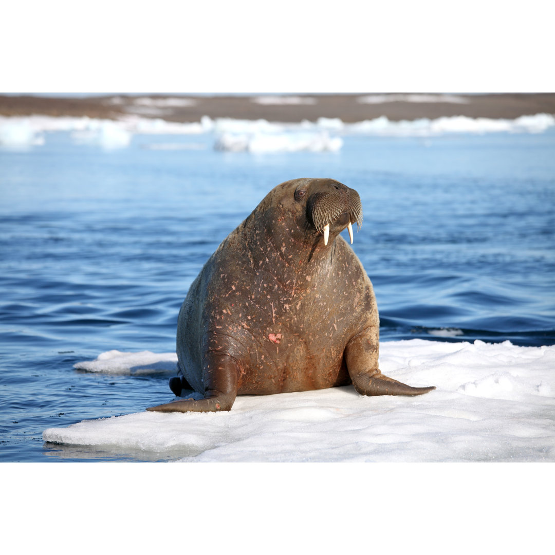 Leinwandbild Walrus Cow