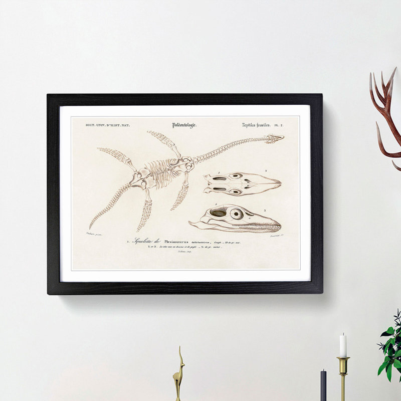 Plesiosaurus Illustration by Charles d' Orbigny - Picture Frame Painting Print, 48cm H x 65cm W x 2cm D, Black Framed