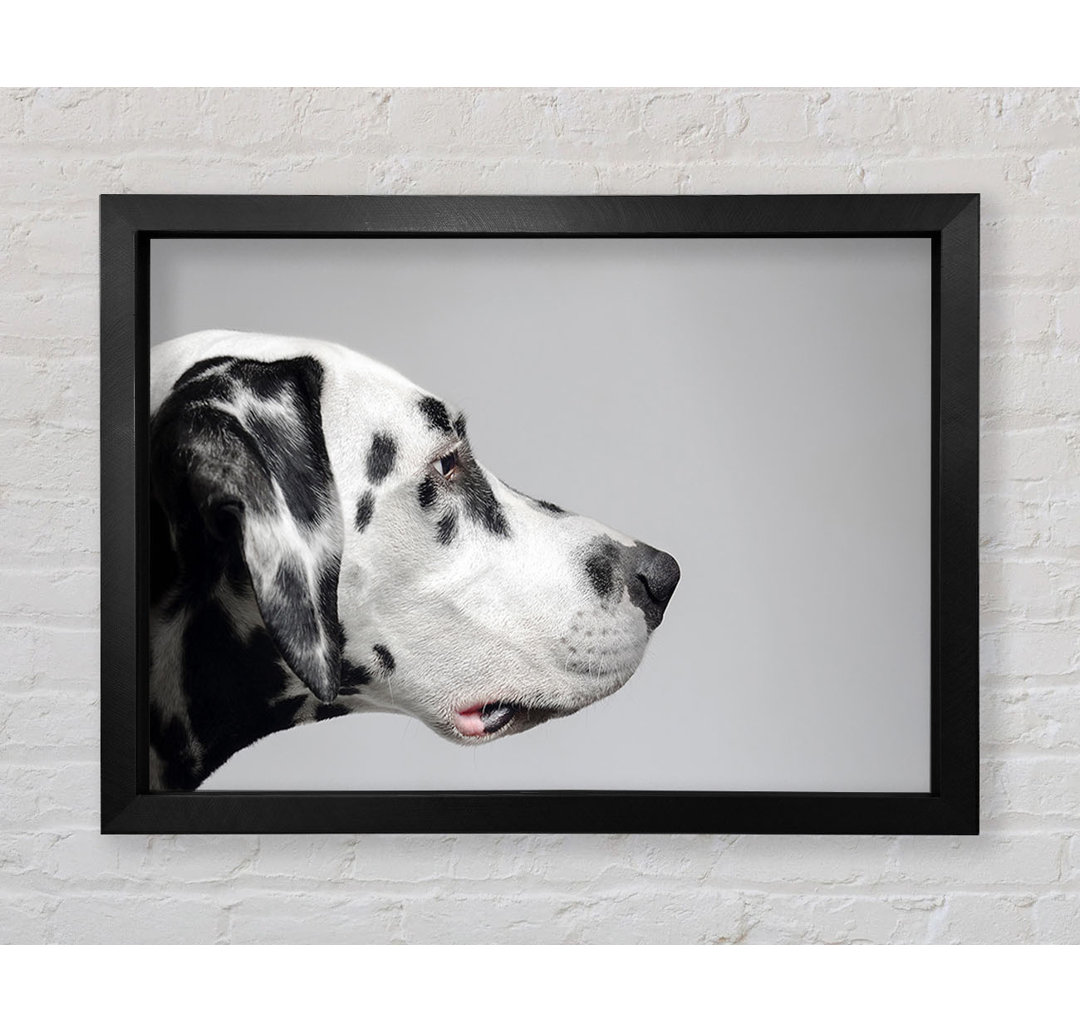 Dalmation Hund Gesicht - Druck