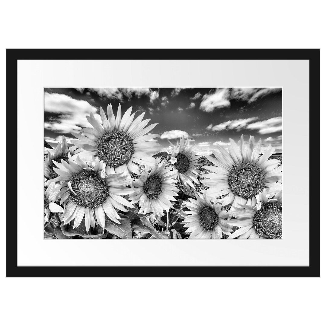 Gerahmtes Poster Sonnenblumenwiese unter Himmel