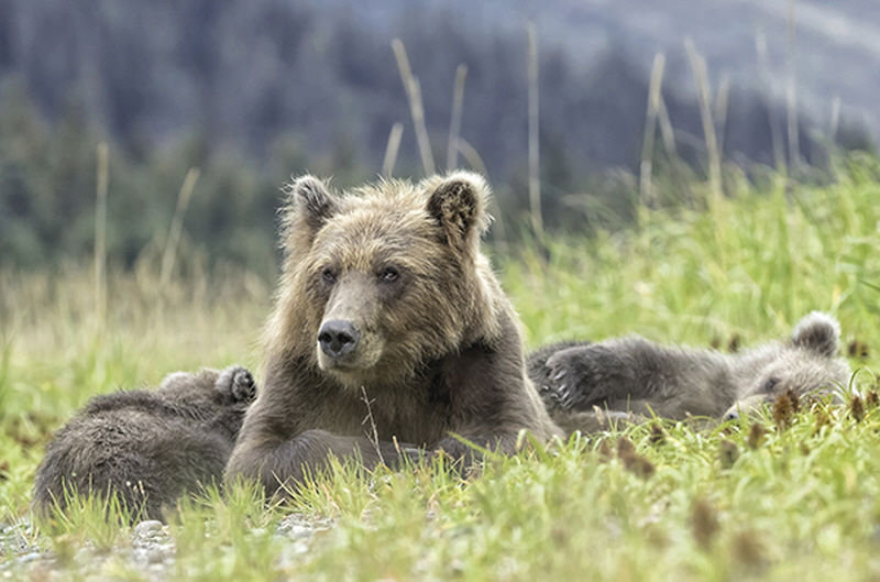 Nap Time Print by Wink Gaines, 40" H x 60" W