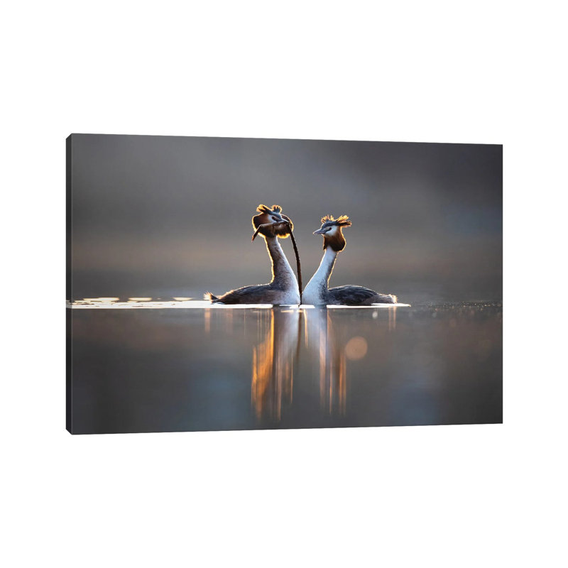 Courtships II by Mateusz Piesiak - Wrapped Canvas Print