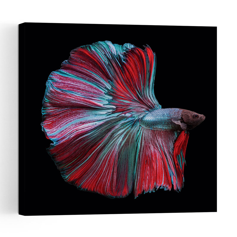Vibrant Betta Fish Colorful Dramatic Elegant Fish Nature Tropical Wall Art Print 1 Piece Wrapped Canvas Wall Art