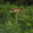 Assorted Three Tone Hanging Acrylic 3-Piece Dragonfly Chain Ornaments (Set of 6)