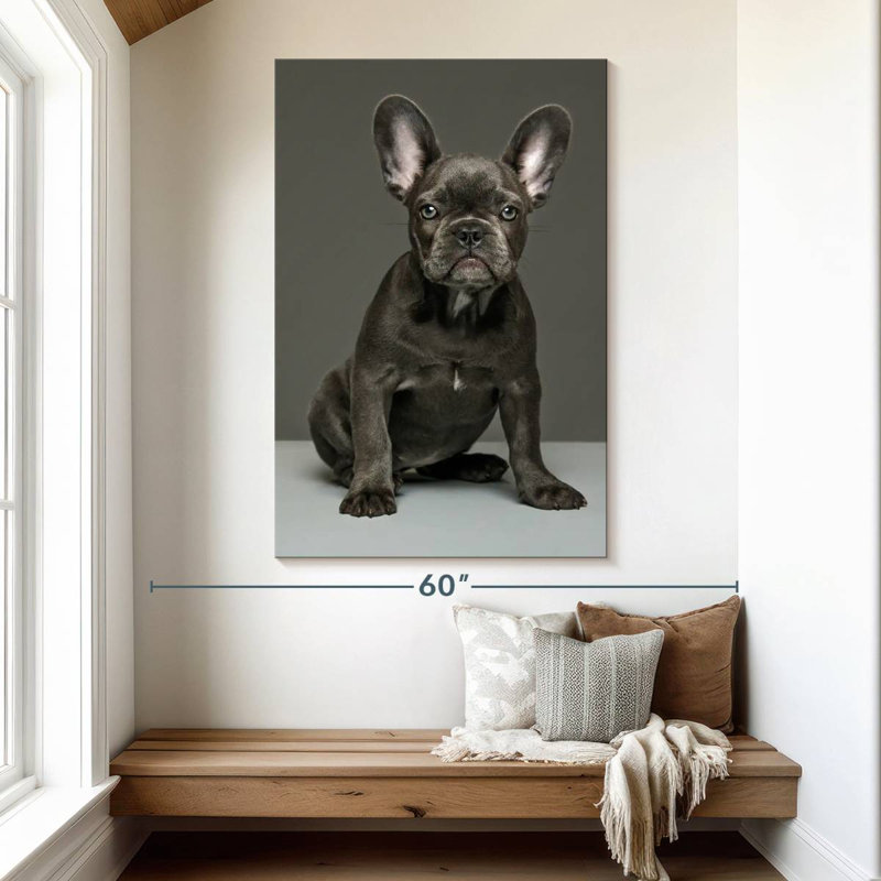 Chiot bouledogue français Brampt, H 51 po x l 34 po