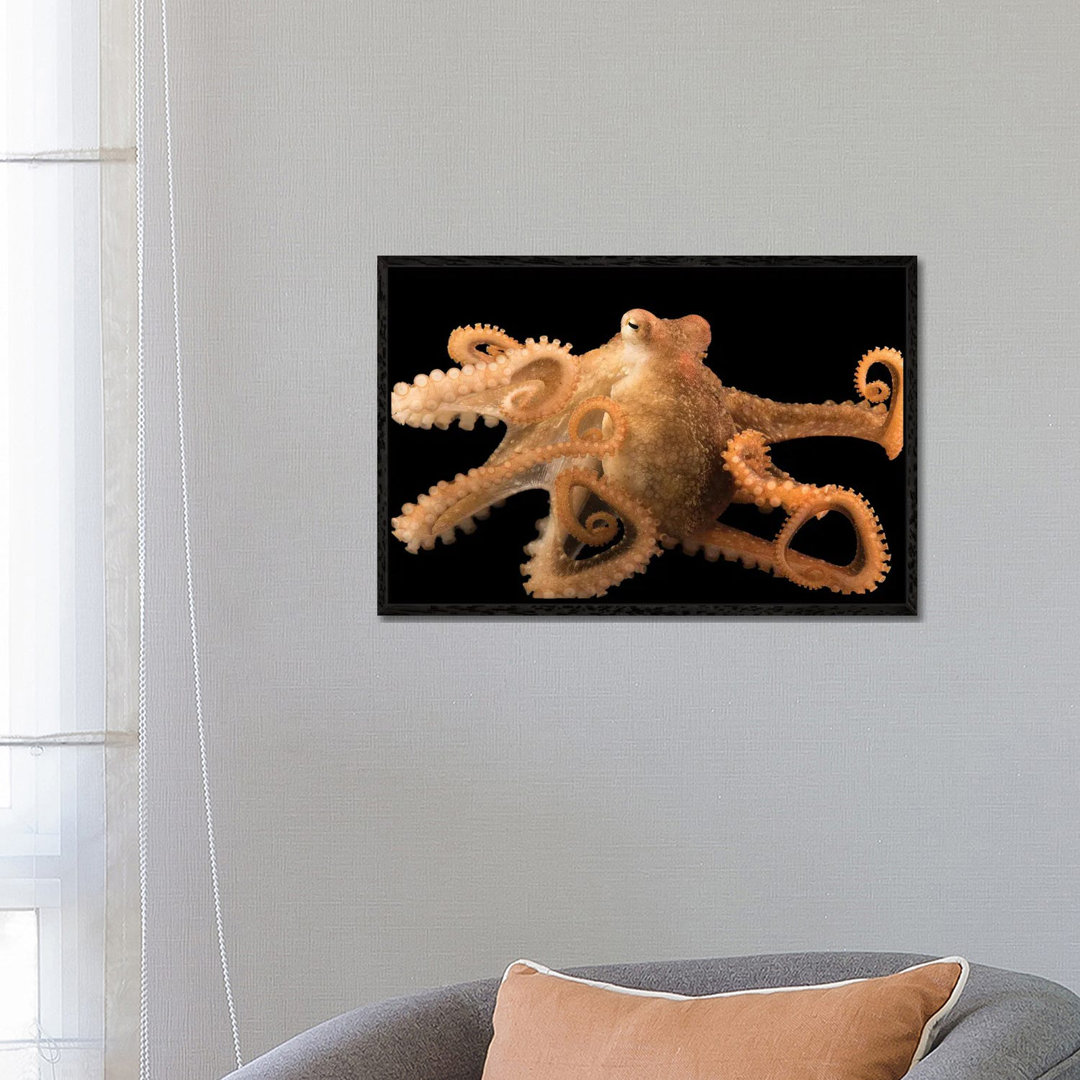 Ein roter Oktopus im Aquarium des Pazifiks von Joel Sartore - Galerie-verpackte Leinwand Giclée auf Leinwand