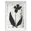 Single Orchid Print by Oliver Gal-330092981-475666955