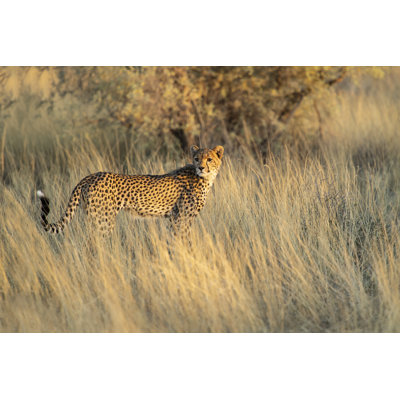Young Cheetah by Sproetniek - Wrapped Canvas Print