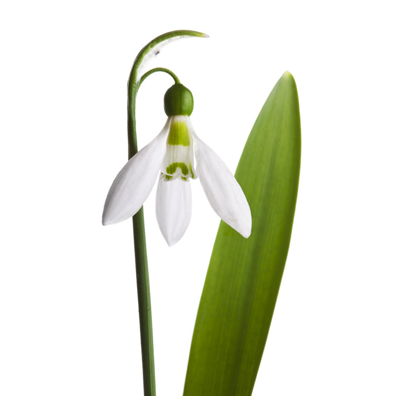 Snowdrop, 76cm H x 51cm W