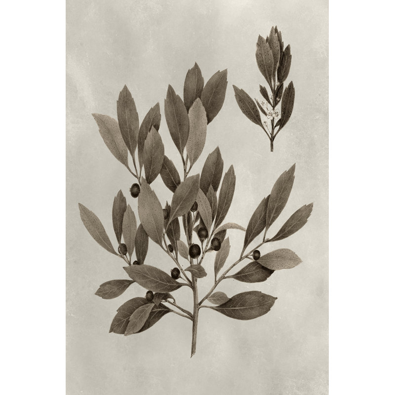 Arbor Specimen IV by Vision Studio - Wrapped Canvas Painting, 46cm H x 30cm W x 3.8cm D