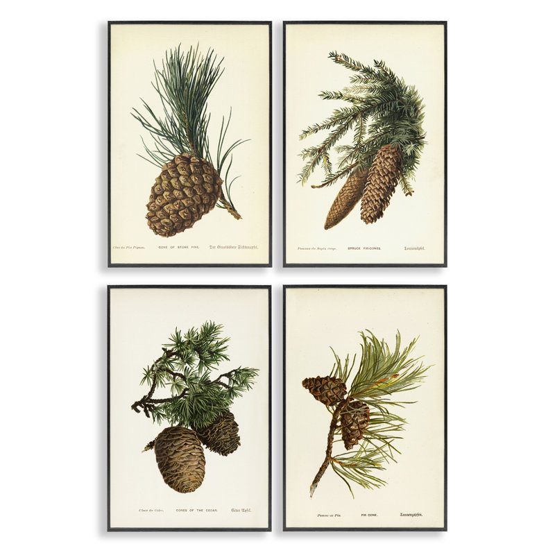  Pinecone, Études latines, ensemble de 4 giclées par Tina Higgins Designs, Inc., H 18 po x l 12 po