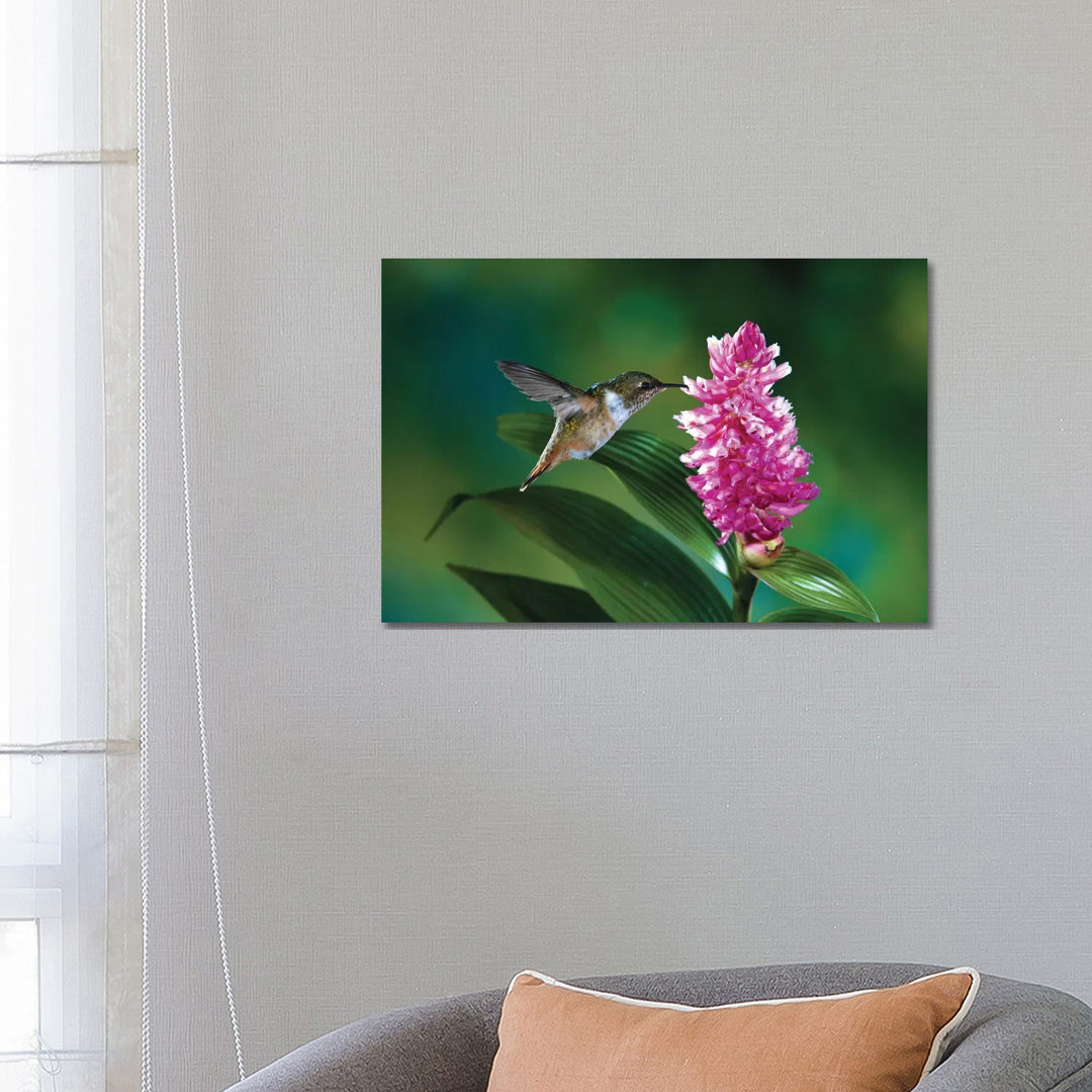 Female Scintillant Hummingbird At Flowers Of An Epiphytic Orchid, Monteverde Cloud Forest Reserve, Costa Rica by Michael & Patricia Fogden - Wrapped C