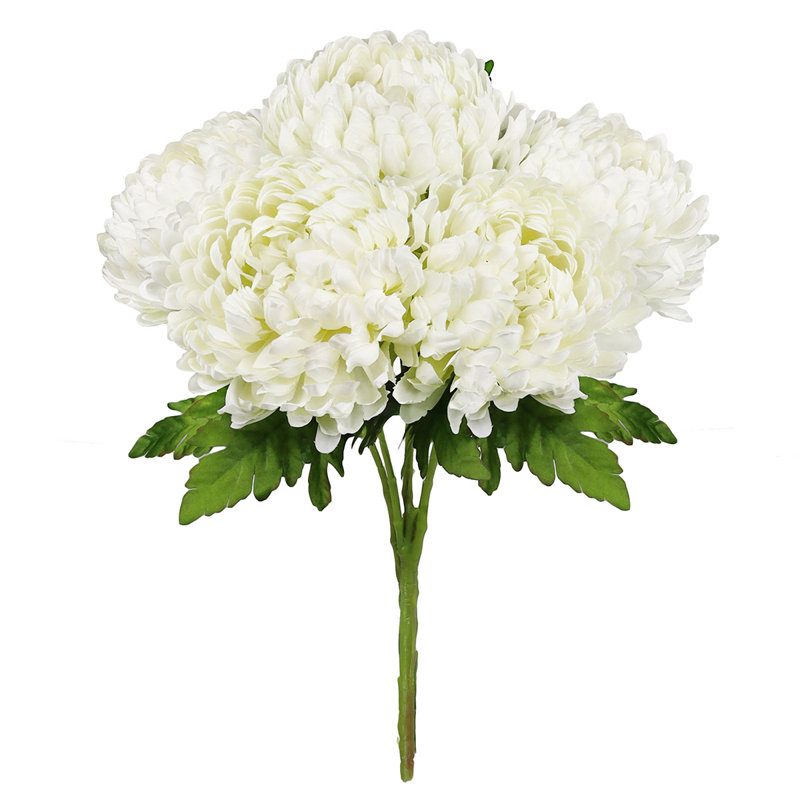Chrysanthème buisson, Blanc crème