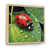 Natural Floater Framed