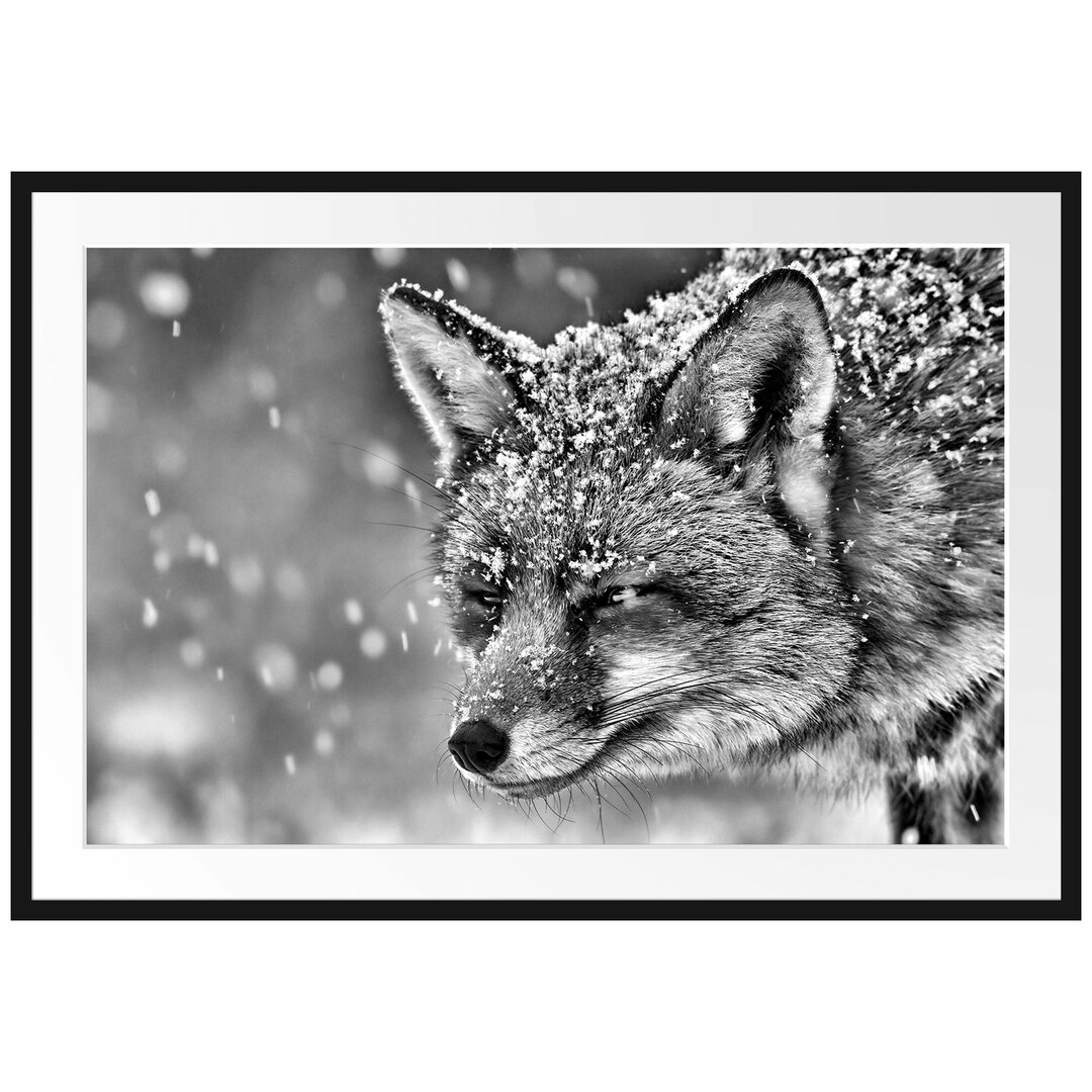 Fuchs im Schnee Gerahmter fotografischer Kunstdruck