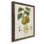 Toile encadrée de qualité supérieure Vintage Pears III - prête à être accrochée-2051489948-2051489951