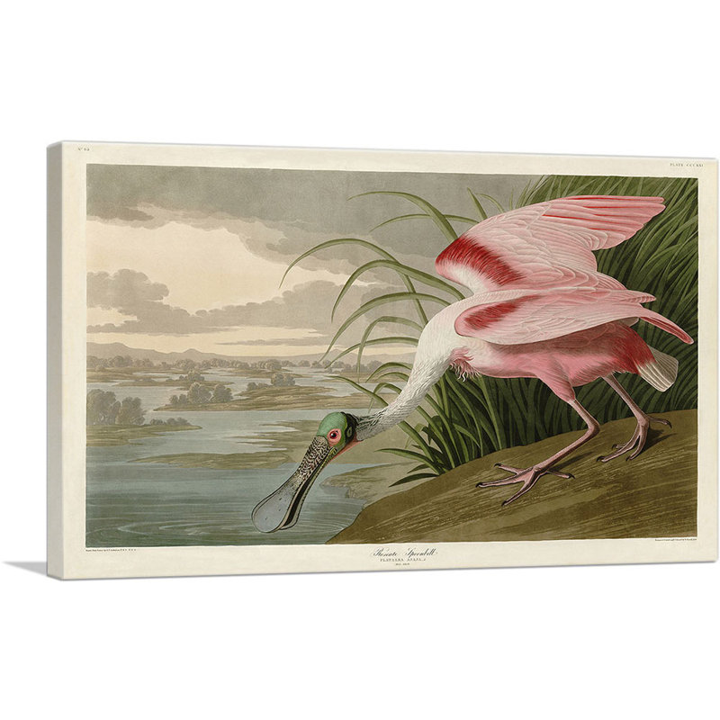 «Spatule rosée» par James Audubon, reproduction d'art sur toile tendue, H 12 po x l 18 po x P 0,75 po