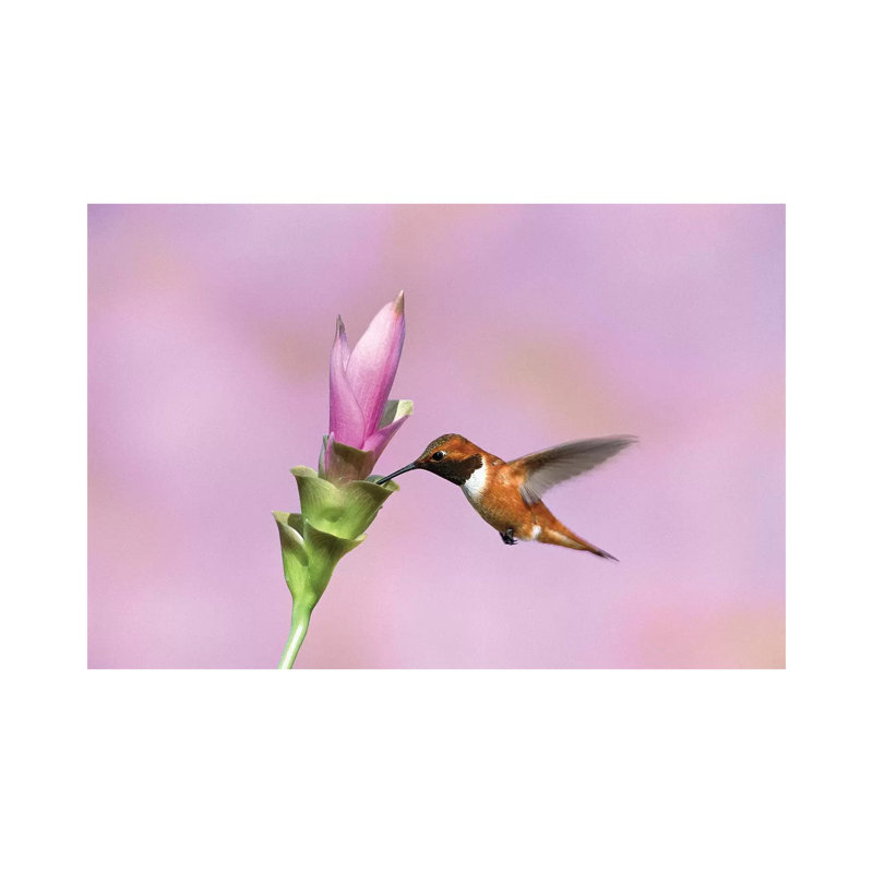 Rufous Hummingbird Male Feeding at Flower, Green Valley, Arizona 1 Piece Wrapped Canvas Wall Art