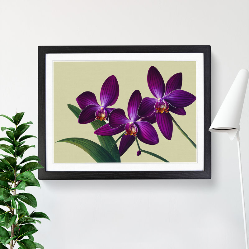 Glorious Orchid Flowers - Framed Print, Black, 46cm H x 64cm W x 2cm D