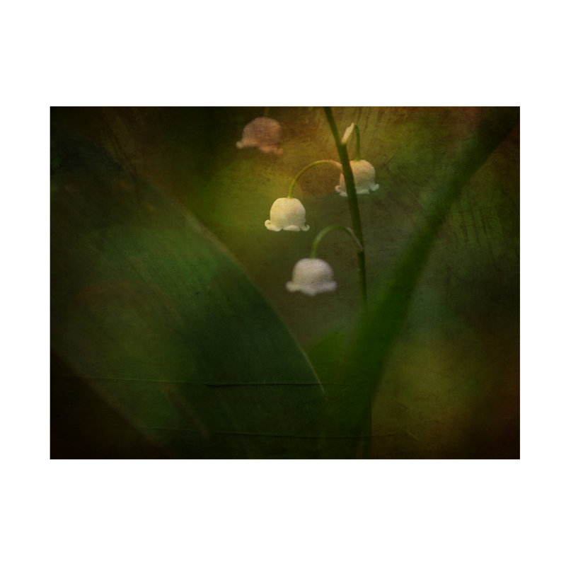 Rêve de printemps - Muguet sur toile, L 32 po x H 24 po