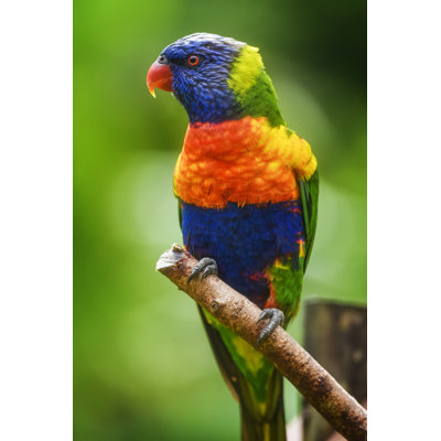 " Rainbow Lorikeet "