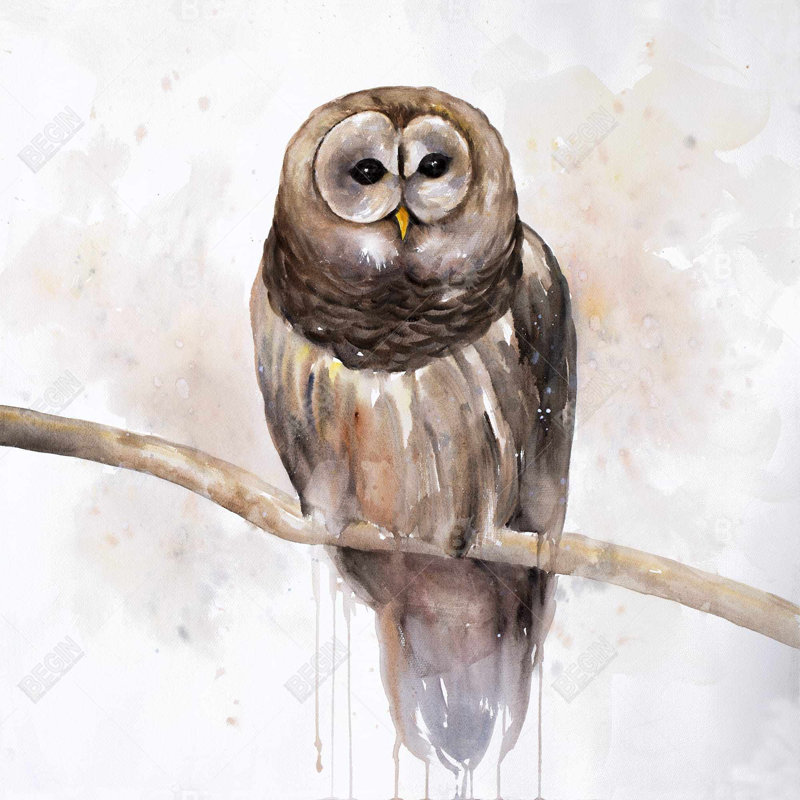 " Barred Owl "