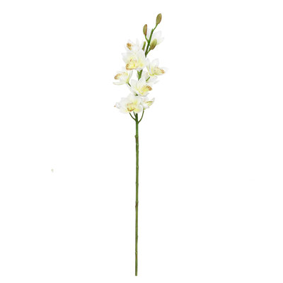 Tiges d'orchidées