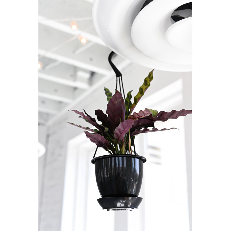 Live Rattlesnake Calathea Plant in Hanging Pot
