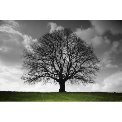 Old Tree by Adempercem - No Frame Art Prints on Canvas