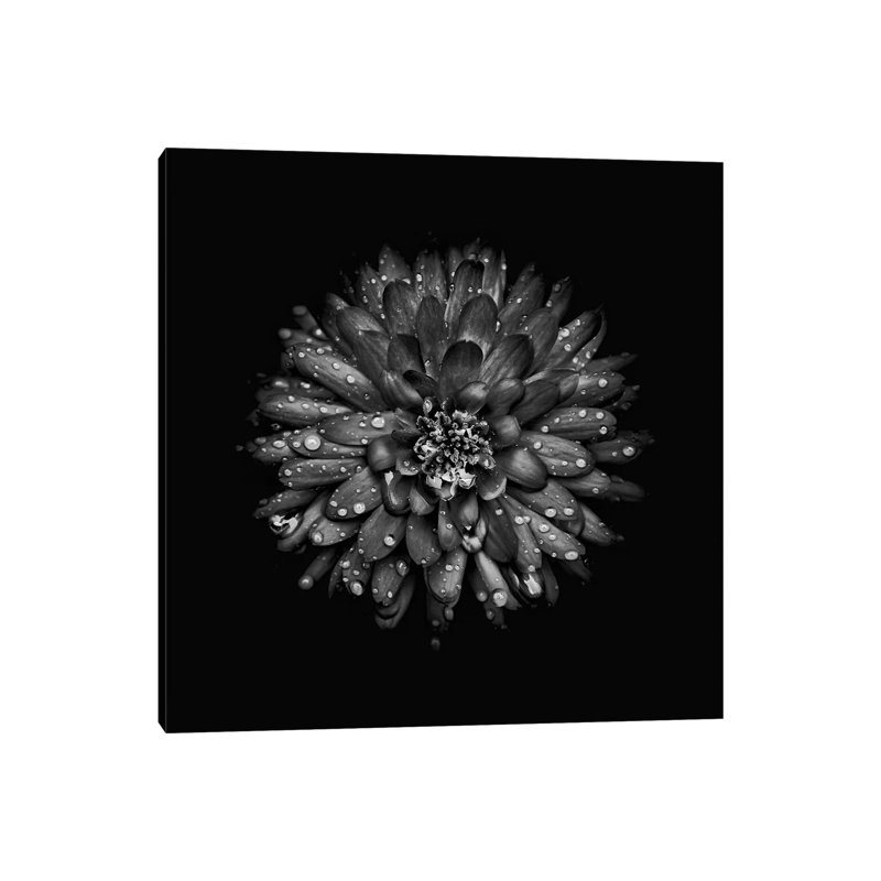 Black And White Mum II by Brian Carson - Wrapped Canvas Print, 30.48 cm H x 30.48 cm W