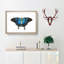 Ulysses Butterfly by George Shaw - Picture Frame Painting Print on MDF-55606047-55606050